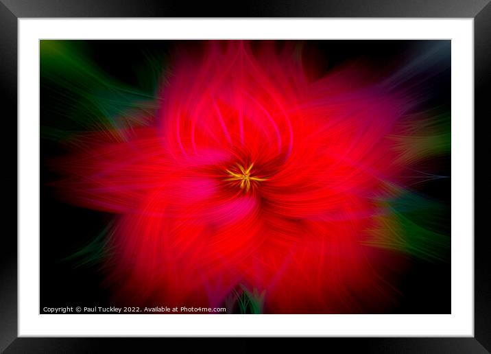 Hibiscus Framed Mounted Print by Paul Tuckley