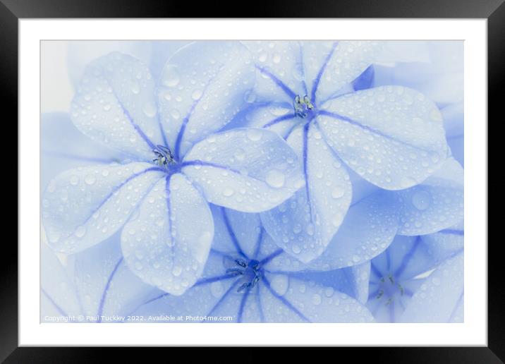 Group of Plumbago Flowers  Framed Mounted Print by Paul Tuckley