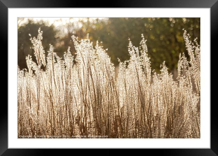 Silver Feather Grass in autumnal sunlight Framed Mounted Print by Marcin Rogozinski
