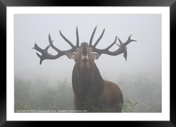 Deer with big antlers roaring in dense fog Framed Mounted Print by Marcin Rogozinski