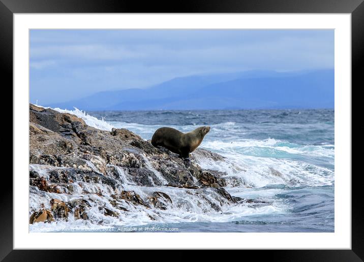 Sea Lion resting on Watery Rocks  Framed Mounted Print by Kevin Warburton