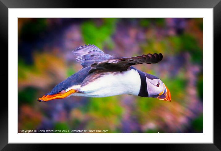 Flying Puffin Framed Mounted Print by Kevin Warburton