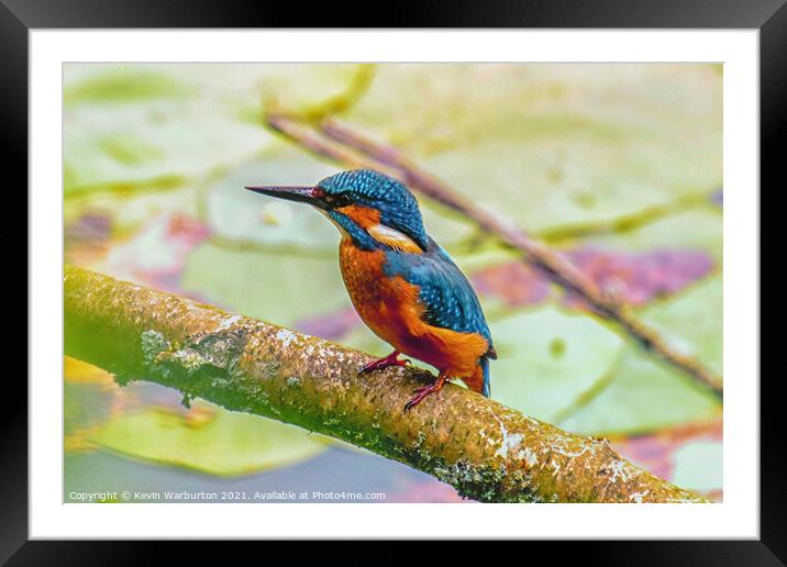 Kingfisher relaxing Framed Mounted Print by Kevin Warburton
