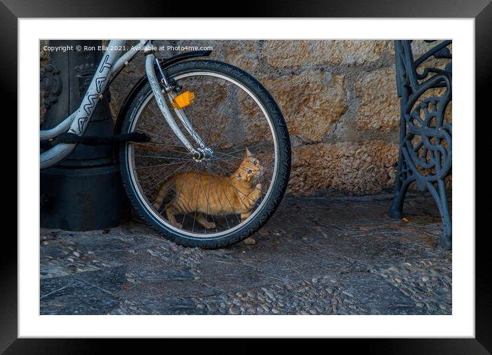 Ginger Kitten's Bike Adventure Framed Mounted Print by Ron Ella