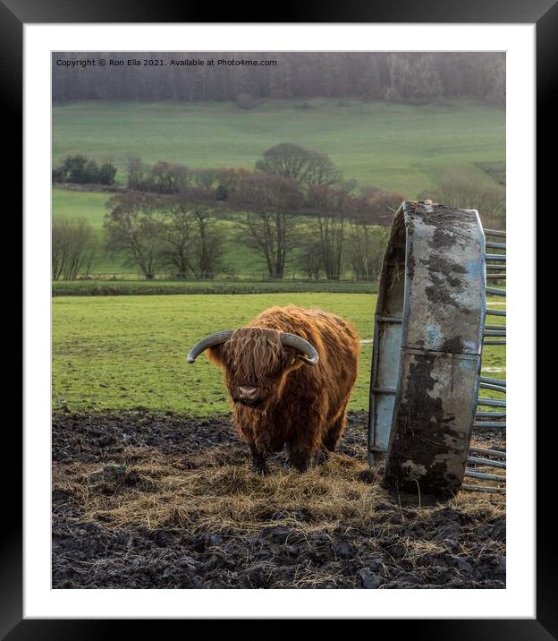 Grazing on a Scottish Farm Framed Mounted Print by Ron Ella
