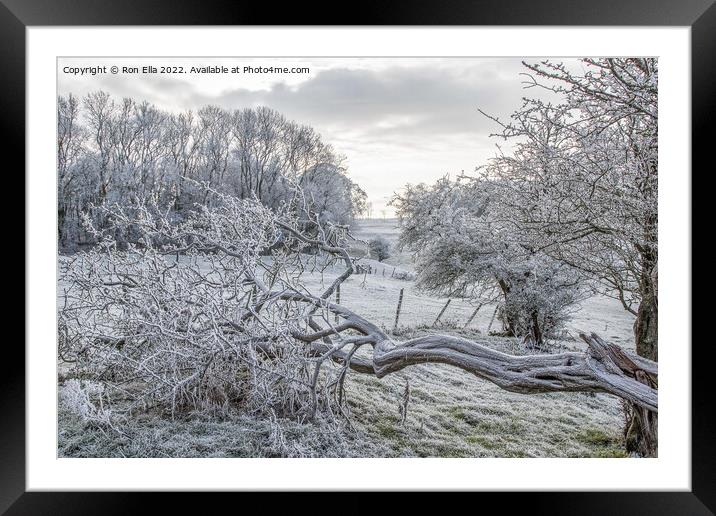 Resilient Winter Tree Framed Mounted Print by Ron Ella