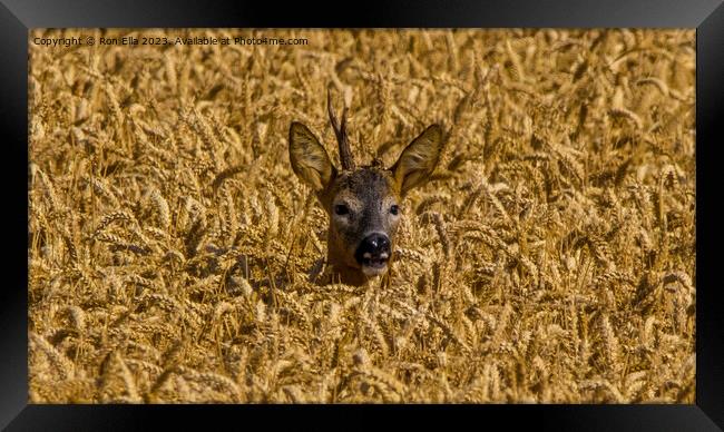 Fawn's Alert Stance Framed Print by Ron Ella