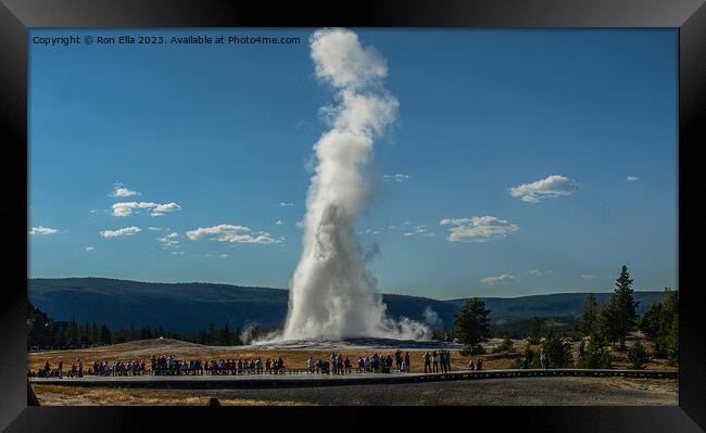 Old Faithful  Framed Print by Ron Ella