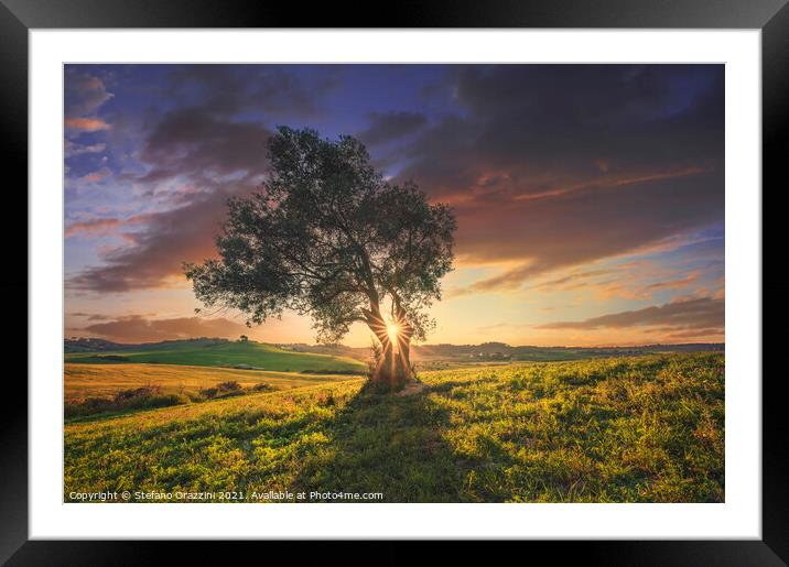 Olive tree at sunset. Tuscany Framed Mounted Print by Stefano Orazzini