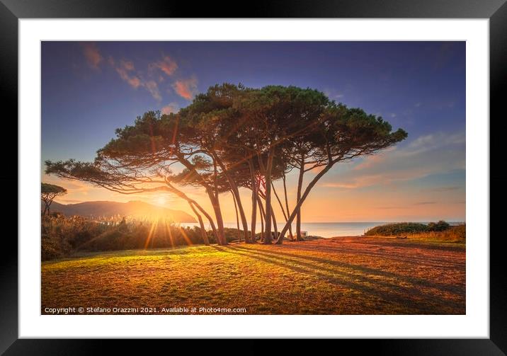 Pine trees at Sunset. Baratti, Tuscany. Framed Mounted Print by Stefano Orazzini