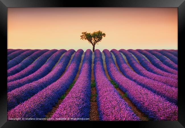 Lavender Fields and Lonely Tree Framed Print by Stefano Orazzini