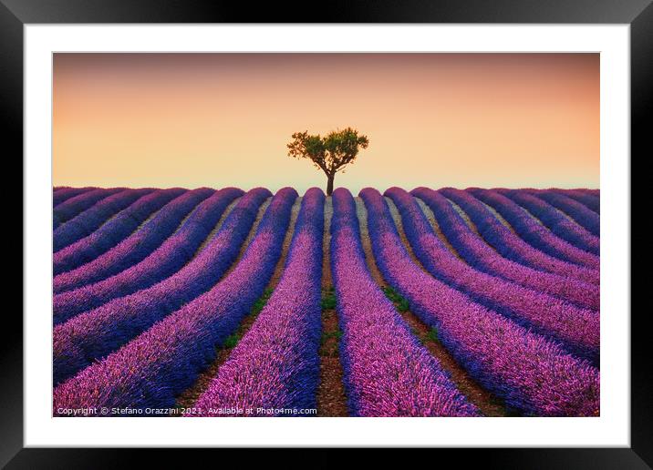 Lavender Fields and Lonely Tree Framed Mounted Print by Stefano Orazzini