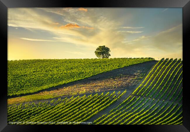 Chianti Vineyards and a Tree Framed Print by Stefano Orazzini