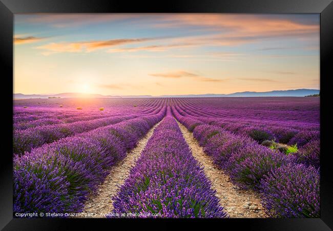 Lavender Fields at Sunset Framed Print by Stefano Orazzini