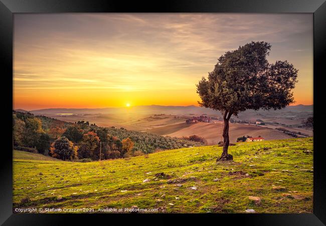 Windy Olive Tree at Sunset. Tuscany Framed Print by Stefano Orazzini