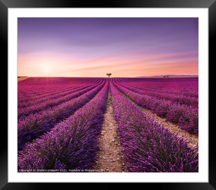 Lavender and Lonely Tree at Sunset. Provence Framed Mounted Print by Stefano Orazzini