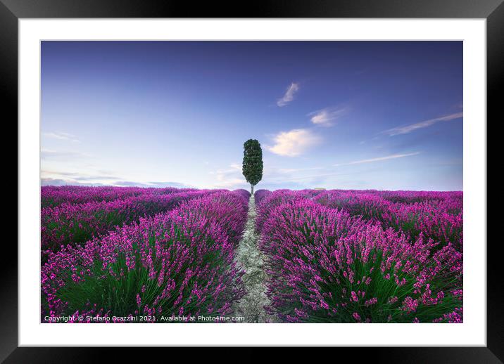 Lavender fields and cypress tree. Tuscany, Italy Framed Mounted Print by Stefano Orazzini