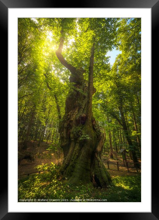 Secular chestnut tree in Casentino forest. Tuscany Framed Mounted Print by Stefano Orazzini