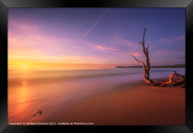 Baratti beach and old tree trunk at sunset. Italy Framed Print by Stefano Orazzini