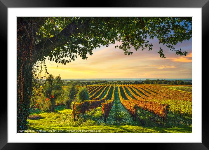 Bolgheri vineyard and a tree. Maremma, Tuscany Framed Mounted Print by Stefano Orazzini