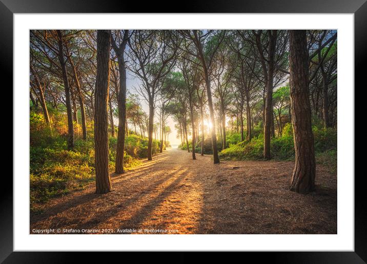 Path in pine forest. Marina di Cecina, Tuscany Framed Mounted Print by Stefano Orazzini
