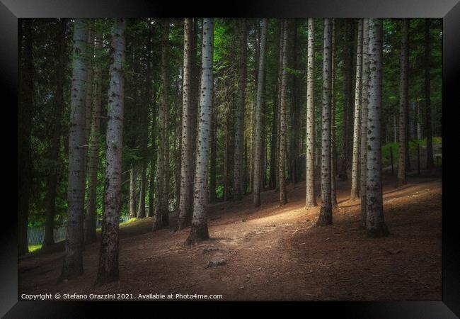 Path inside a silver fir forest. Tuscany Framed Print by Stefano Orazzini