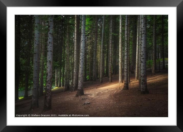 Path inside a silver fir forest. Tuscany Framed Mounted Print by Stefano Orazzini