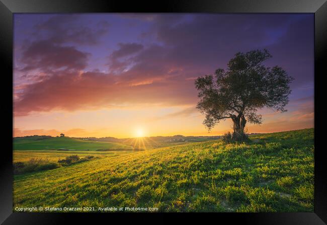 Olive tree at sunset in Maremma, Tuscany Framed Print by Stefano Orazzini