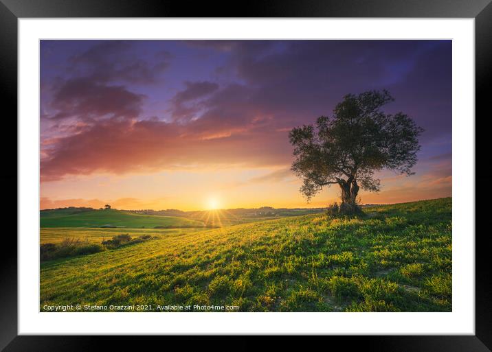 Olive tree at sunset in Maremma, Tuscany Framed Mounted Print by Stefano Orazzini