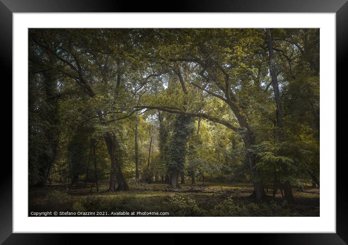 San Rossore park, misty mediterranean forest. Tuscany Framed Mounted Print by Stefano Orazzini