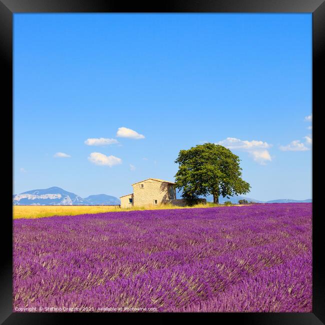 Lavender flowers field, house and tree. Provence Framed Print by Stefano Orazzini