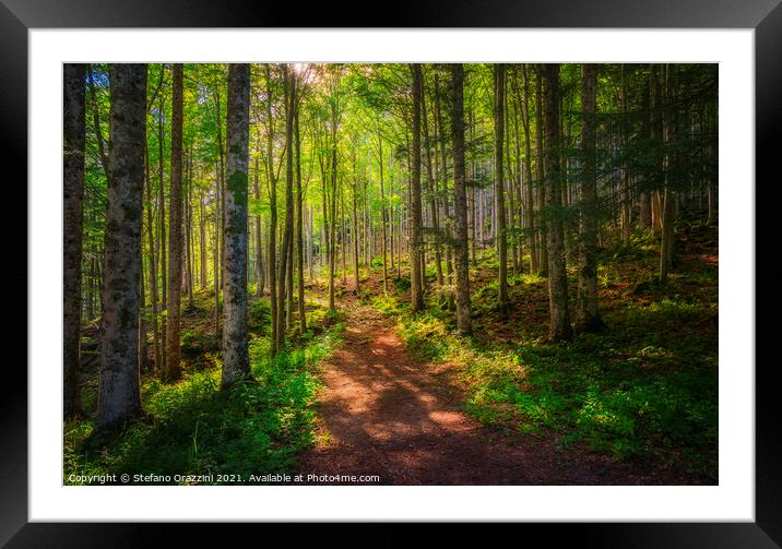 Path inside a fir forest. Apennines, Tuscany. Framed Mounted Print by Stefano Orazzini