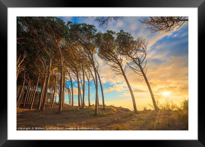 Pine trees, beach and sea. Marina di Cecina, Tuscany Framed Mounted Print by Stefano Orazzini