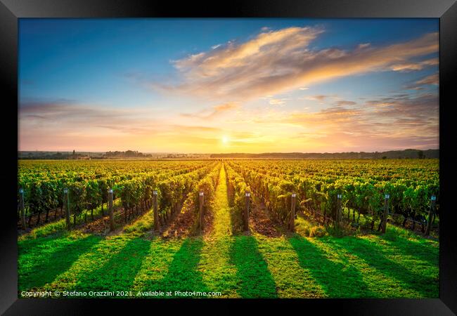 Bolgheri vineyards at sunset. Tuscany Framed Print by Stefano Orazzini