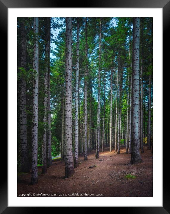 Path inside a silver fir forest in Orecchiella park. Garfagnana, Framed Mounted Print by Stefano Orazzini