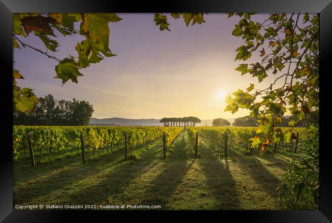 Bolgheri vineyard and a pine trees at sunrise. Maremma, Tuscany, Framed Print by Stefano Orazzini