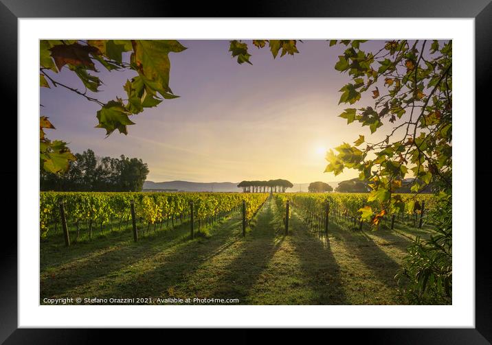 Bolgheri vineyard and a pine trees at sunrise. Maremma, Tuscany, Framed Mounted Print by Stefano Orazzini