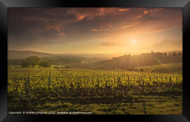 Montalcino vineyards at sunset. Tuscany region, Italy Framed Print by Stefano Orazzini