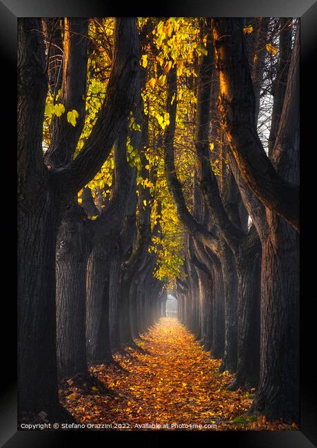 Lucca, autumn foliage in tree-lined walkway. Tuscany, Italy. Framed Print by Stefano Orazzini