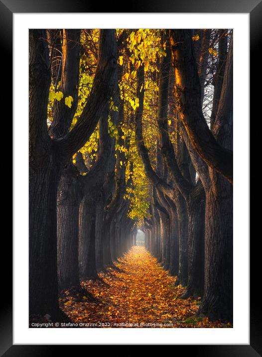 Lucca, autumn foliage in tree-lined walkway. Tuscany, Italy. Framed Mounted Print by Stefano Orazzini