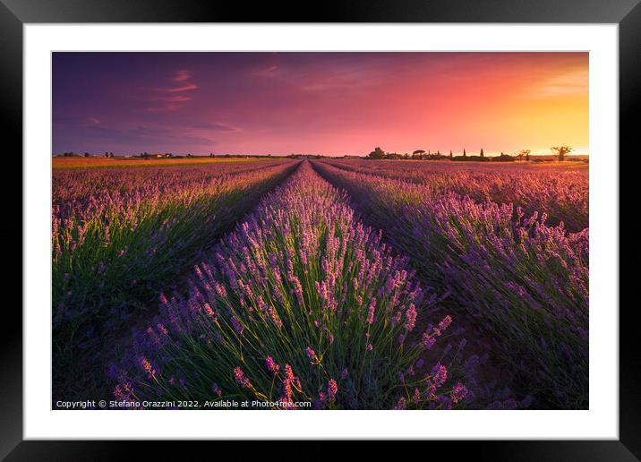 A Tuscan Lavender Symphony Framed Mounted Print by Stefano Orazzini
