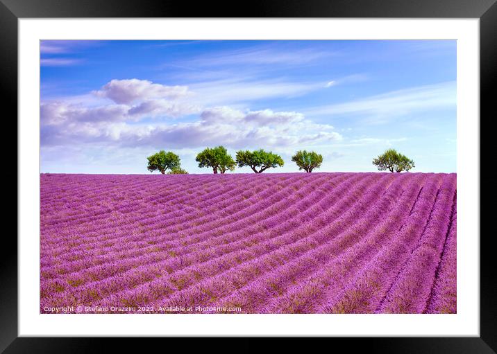 Blooming lavender and trees on the top of the hill. Provence Framed Mounted Print by Stefano Orazzini
