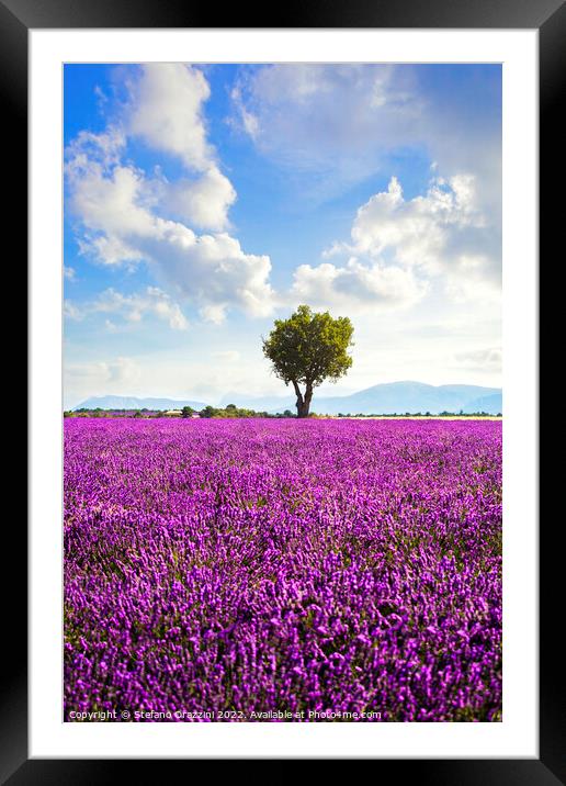Lavender field and lonely tree. Provence, France Framed Mounted Print by Stefano Orazzini