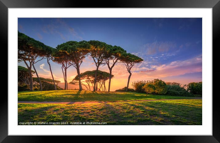 Pine tree group close to sea and beach. Baratti, Tuscany. Framed Mounted Print by Stefano Orazzini