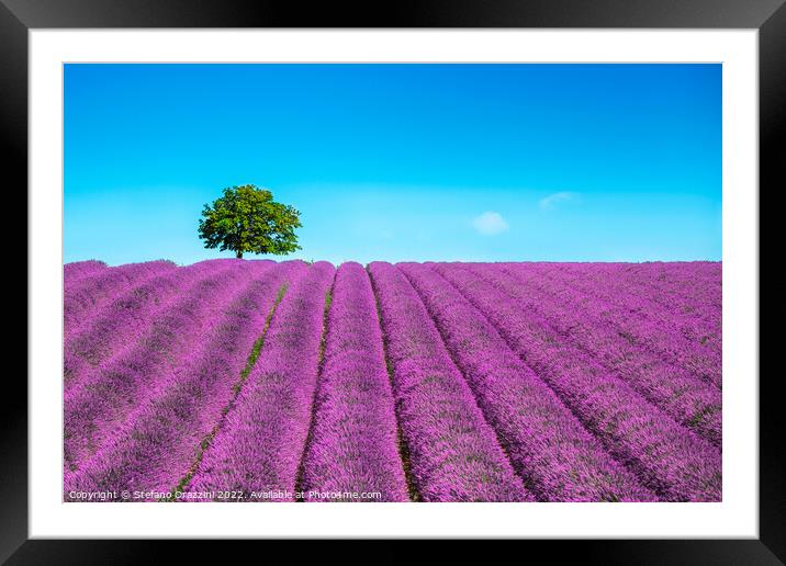 Lavender and lonely tree on the top of the hill. Provence, France Framed Mounted Print by Stefano Orazzini