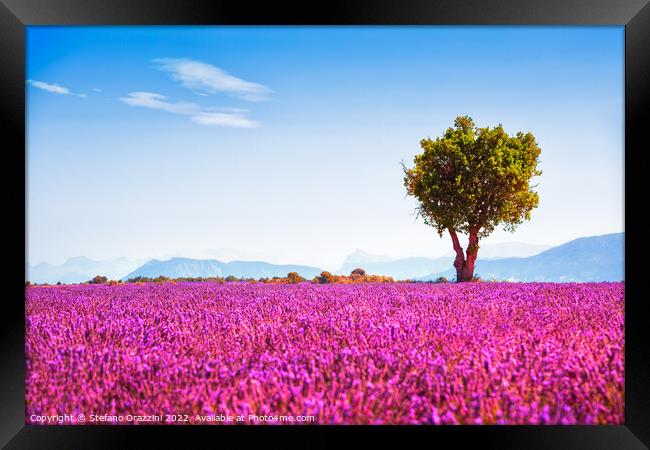 Lavender in bloom and lonely tree. Provence, France Framed Print by Stefano Orazzini