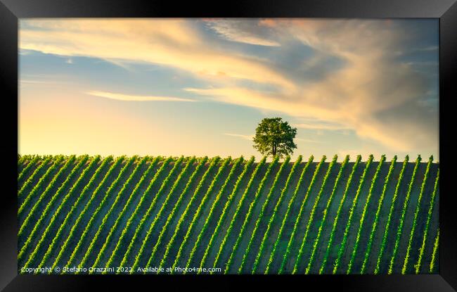 Vineyard and a tree at sunset. Castellina in Chianti, Tuscany Framed Print by Stefano Orazzini
