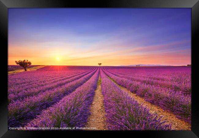 Lavender and lonely trees at sunset. Provence, France Framed Print by Stefano Orazzini