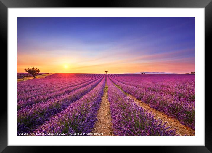 Lavender and lonely trees at sunset. Provence, France Framed Mounted Print by Stefano Orazzini