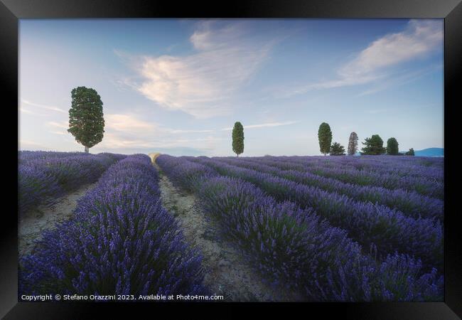 Lavender fields and trees at sunset. Orciano, Tuscany, Italy Framed Print by Stefano Orazzini